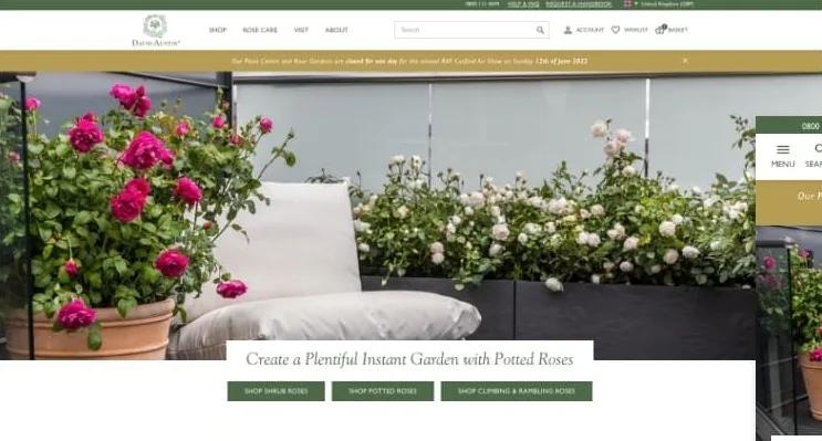 David Austin Roses