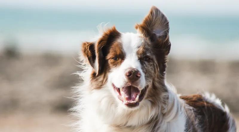 YuMove: Subscription pet store design, build & growth services