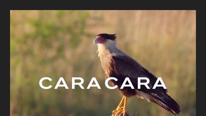 Cara Cara