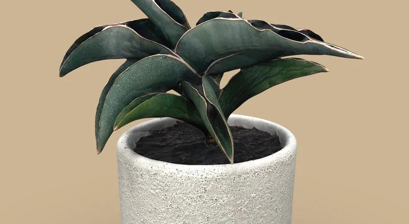 Samurai Snake Plant in Small Delray Pot